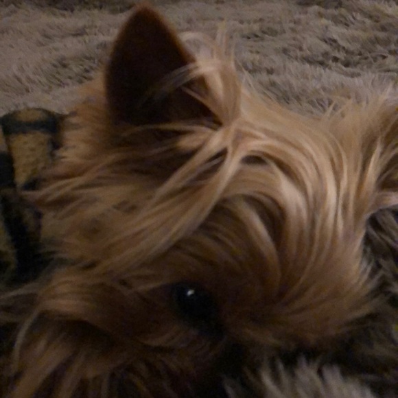 Meet your Posher, Tami - Picture 1 of 1